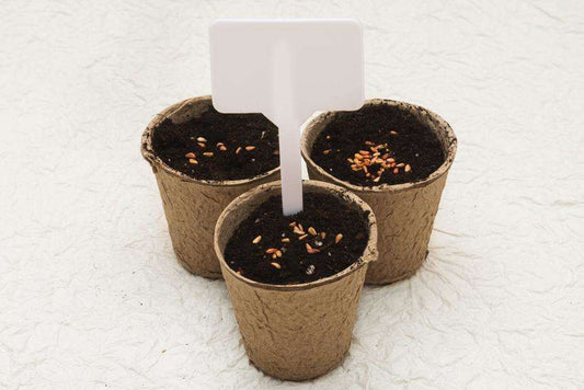 Testing HyK Biodegradable cardboard pots educosm.myshopify.com