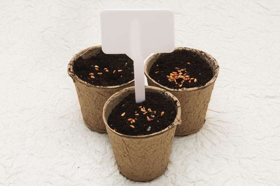 Testing HyK Biodegradable cardboard pots educosm.myshopify.com