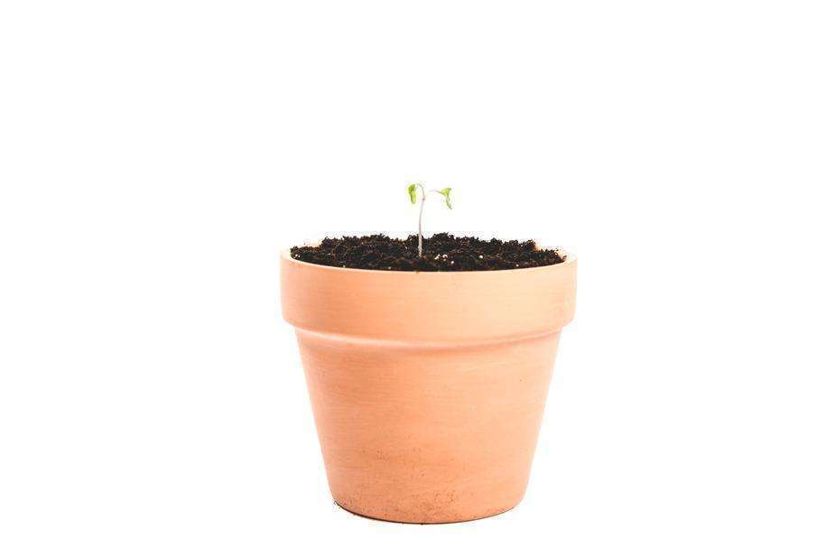 Testing HyK Clay Plant Pot educosm.myshopify.com